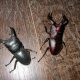 ノコギリクワガタとカナブンの標本作り①